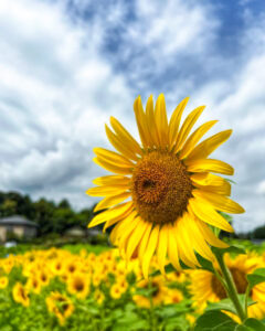 南姫ひまわり畑、8月の夏の花、岐阜県多治見市の観光・撮影スポットの名所