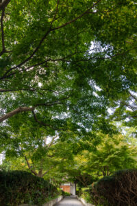 大倉公園、新緑、10月秋、愛知県大府市の観光・撮影スポットの画像と写真