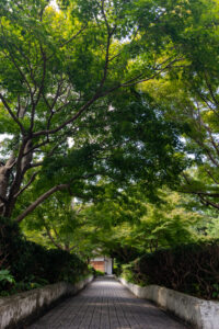 大倉公園、新緑、10月秋、愛知県大府市の観光・撮影スポットの画像と写真