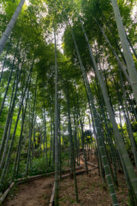 大倉公園、竹林、10月秋、愛知県大府市の観光・撮影スポットの画像と写真