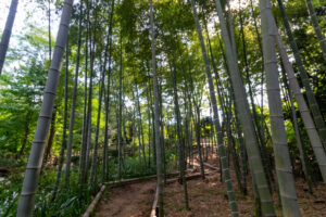 大倉公園、竹林、10月秋、愛知県大府市の観光・撮影スポットの画像と写真