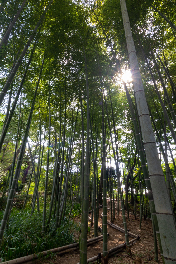大倉公園、竹林、10月秋、愛知県大府市の観光・撮影スポットの画像と写真