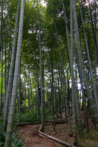 大倉公園、竹林、10月秋、愛知県大府市の観光・撮影スポットの画像と写真