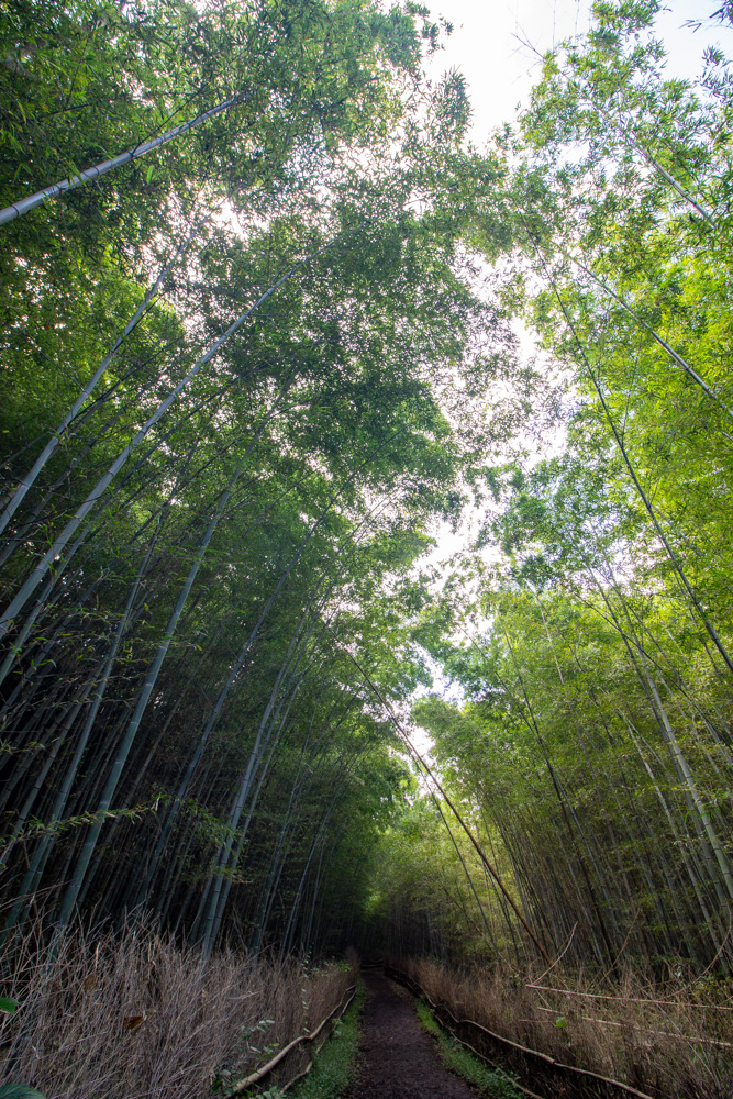 大高緑地、竹林散策路、10月秋、名古屋市緑区の観光・撮影スポットの名所