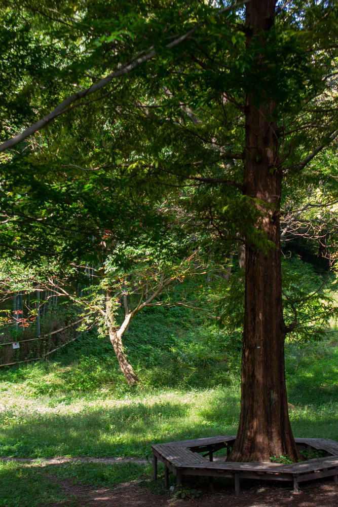 大高緑地、メタセコイア、10月秋、名古屋市緑区の観光・撮影スポットの名所