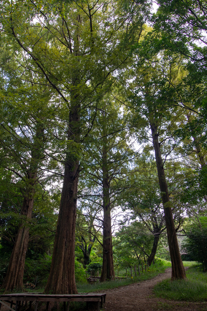 大高緑地、メタセコイア、10月秋、名古屋市緑区の観光・撮影スポットの名所