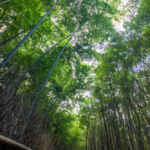 大高緑地、竹林散策路、10月秋、名古屋市緑区の観光・撮影スポットの名所