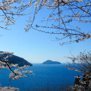 奥琵琶湖パークウェイ 、桜、展望台、4月の春の花、滋賀県長浜市の観光・撮影スポットの名所