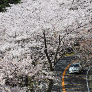 奥琵琶湖パークウェイ 、桜、4月の春の花、滋賀県長浜市の観光・撮影スポットの名所