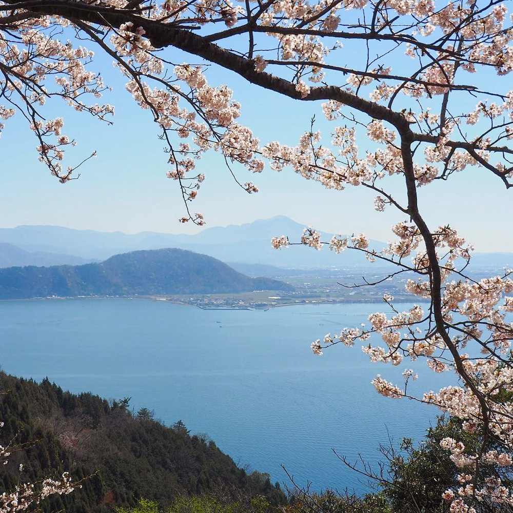 奥琵琶湖パークウェイ 、桜、4月の春の花、滋賀県長浜市の観光・撮影スポットの名所