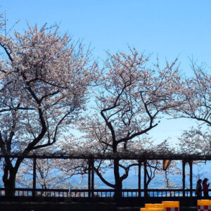 奥琵琶湖パークウェイ 、桜、展望台、4月の春の花、滋賀県長浜市の観光・撮影スポットの名所