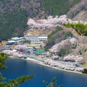 奥琵琶湖パークウェイ 、桜、展望台、4月の春の花、滋賀県長浜市の観光・撮影スポットの名所