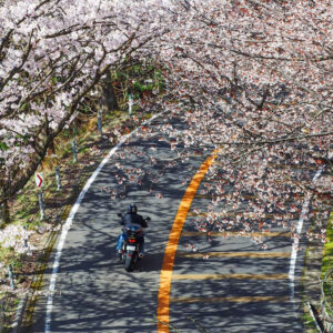 奥琵琶湖パークウェイ 、桜、4月の春の花、滋賀県長浜市の観光・撮影スポットの名所