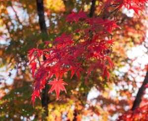 将軍塚青龍殿、紅葉、11月秋、京都府京都市の観光・撮影スポットの名所