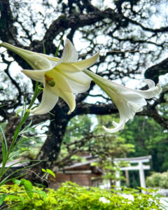 小國神社、8月夏、静岡県周智郡の観光・撮影スポットの名所