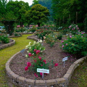 岐阜市畜産センター公園、バラ、5月夏の花、岐阜県岐阜市の観光・撮影スポットの名所