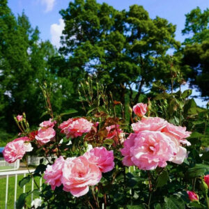 岐阜市畜産センター公園、バラ、5月夏の花、岐阜県岐阜市の観光・撮影スポットの名所