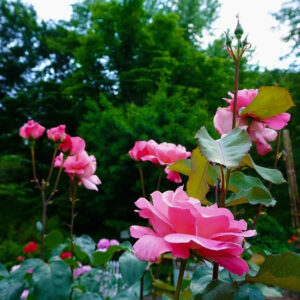 岐阜市畜産センター公園、バラ、5月夏の花、岐阜県岐阜市の観光・撮影スポットの名所