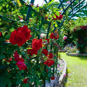 岐阜市畜産センター公園、バラ、5月夏の花、岐阜県岐阜市の観光・撮影スポットの名所