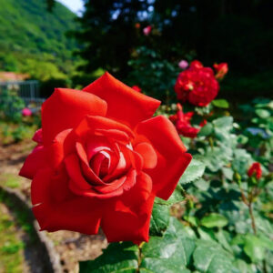 岐阜市畜産センター公園、バラ、5月夏の花、岐阜県岐阜市の観光・撮影スポットの名所