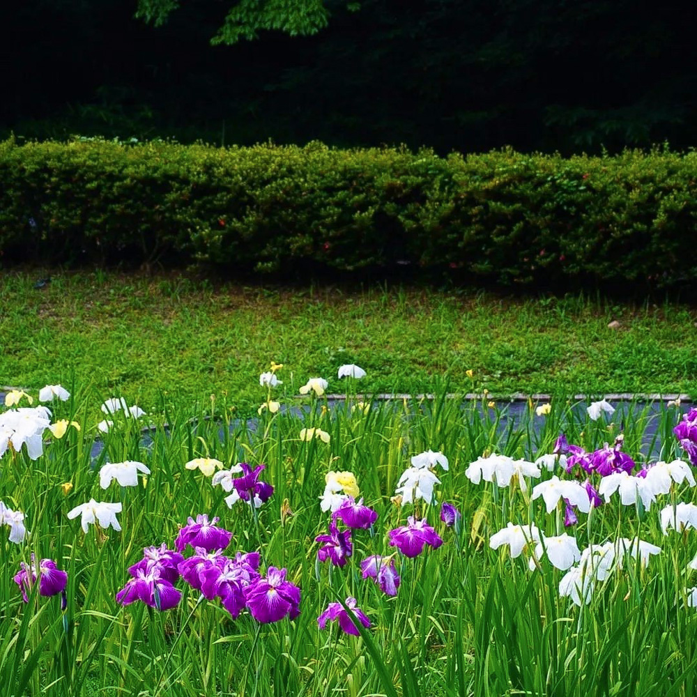 岐阜百年公園、花しょうぶ、6月夏、岐阜県関市の観光・撮影スポットの名所