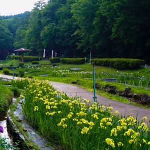 岐阜百年公園、花しょうぶ、6月夏、岐阜県関市の観光・撮影スポットの名所