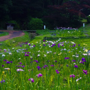 岐阜百年公園、花しょうぶ、6月夏、岐阜県関市の観光・撮影スポットの名所