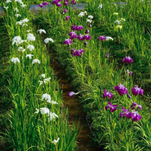 岐阜百年公園、花しょうぶ、6月夏、岐阜県関市の観光・撮影スポットの名所