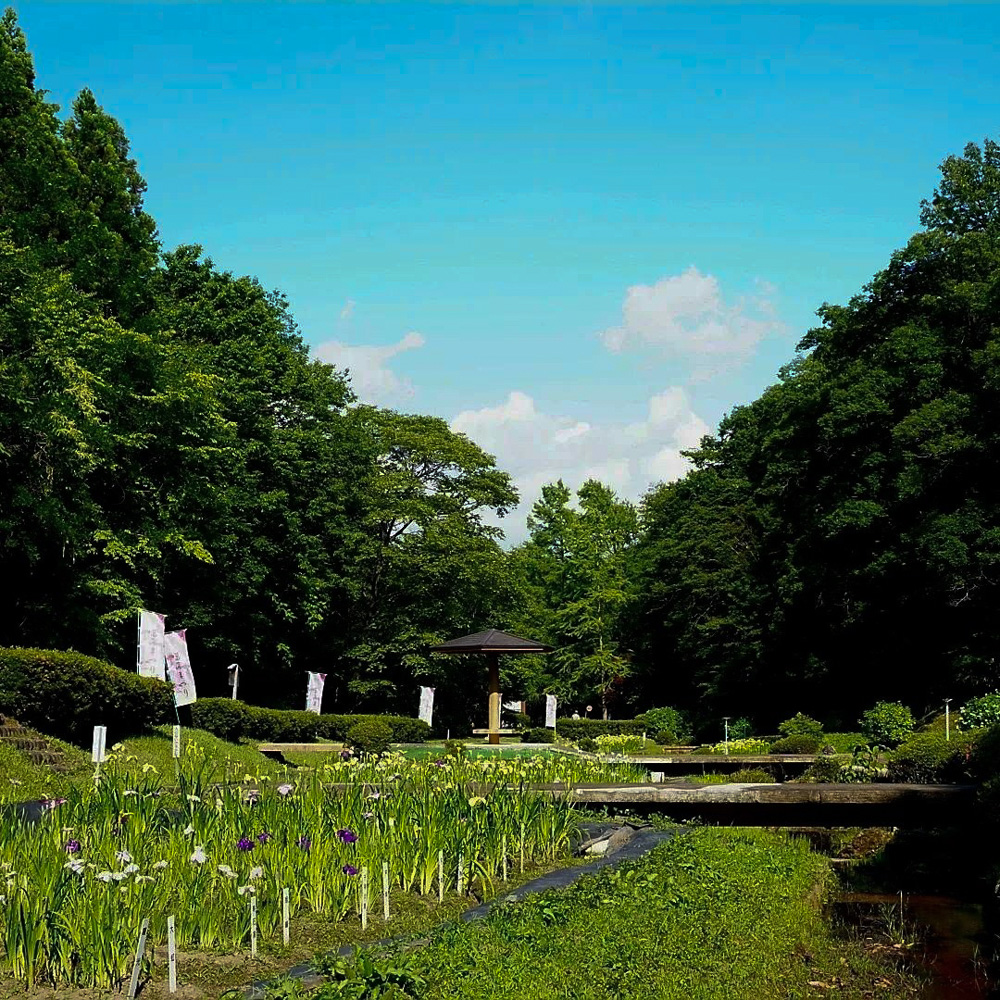 岐阜百年公園、花勝しょうぶ、6月夏、岐阜県関市の観光・撮影スポットの名所