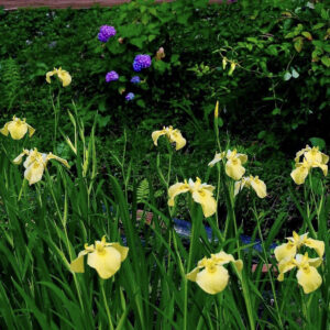 岐阜百年公園、花しょうぶ、6月夏、岐阜県関市の観光・撮影スポットの名所