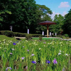 岐阜百年公園、花しょうぶ、6月夏、岐阜県関市の観光・撮影スポットの名所