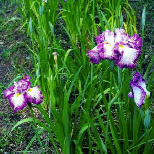 岐阜百年公園、花しょうぶ、6月夏、岐阜県関市の観光・撮影スポットの名所
