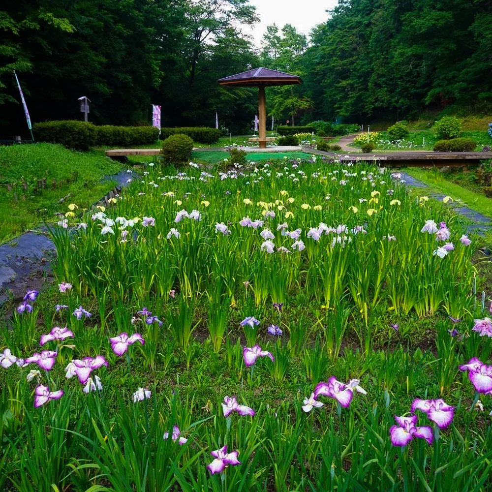 岐阜百年公園、花しょうぶ、6月夏、岐阜県関市の観光・撮影スポットの名所