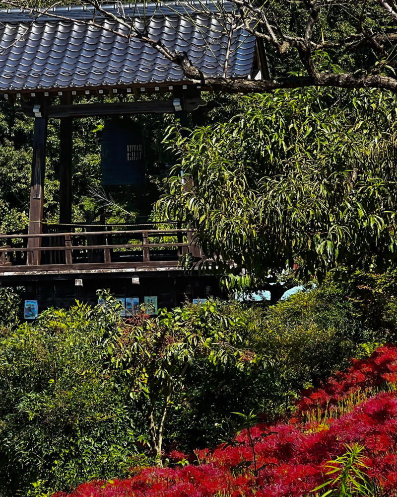 嶺岳寺、彼岸花、9月秋の花、長野県下伊那郡の観光・撮影スポットの名所