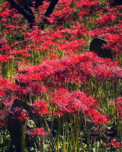 嶺岳寺、彼岸花、9月秋の花、長野県下伊那郡の観光・撮影スポットの名所