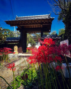 嶺岳寺、彼岸花、9月秋の花、長野県下伊那郡の観光・撮影スポットの名所