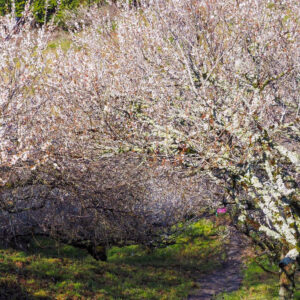 川売梅の里、春の花　2021年3月、愛知県新城市の観光・撮影スポットの名所