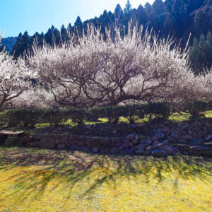 川売梅の里、春の花　2021年3月、愛知県新城市の観光・撮影スポットの名所
