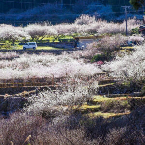 川売梅の里、春の花　2021年3月、愛知県新城市の観光・撮影スポットの名所