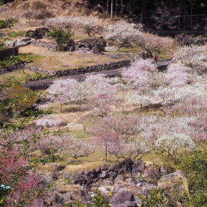 川売梅の里、春の花　2021年3月、愛知県新城市の観光・撮影スポットの名所