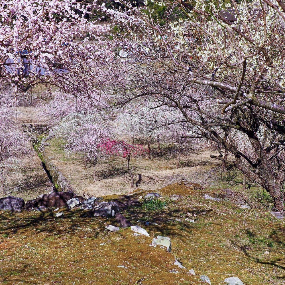 川売梅の里、春の花　2021年3月、愛知県新城市の観光・撮影スポットの名所