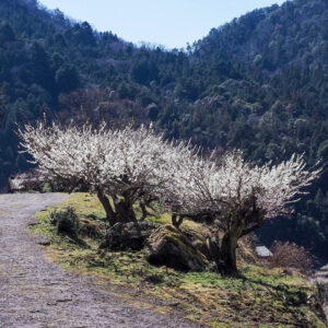 川売梅の里、春の花　2021年3月、愛知県新城市の観光・撮影スポットの名所