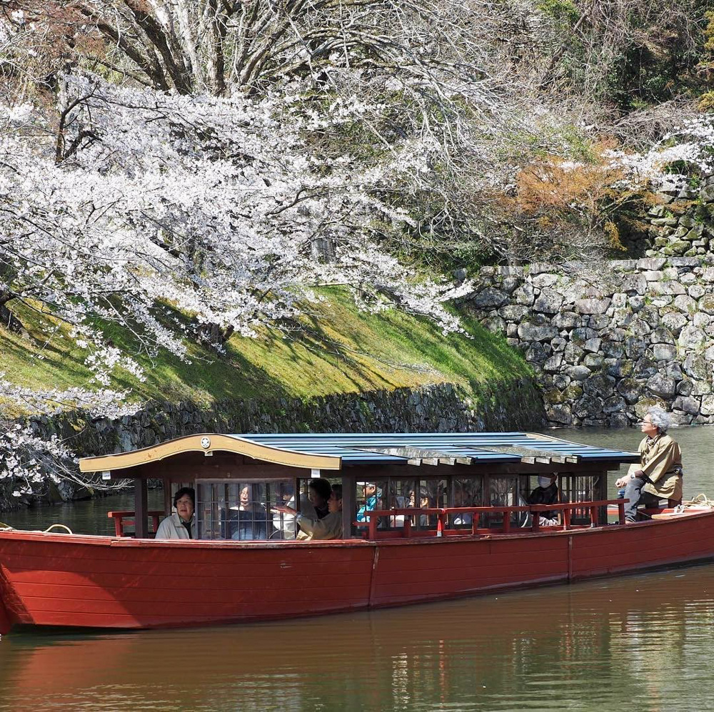 彦根城、桜、屋形舟、4月春の花、滋賀県彦根市の観光・撮影スポットの名所