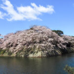 彦根城、桜、4月春の花、滋賀県彦根市の観光・撮影スポットの名所
