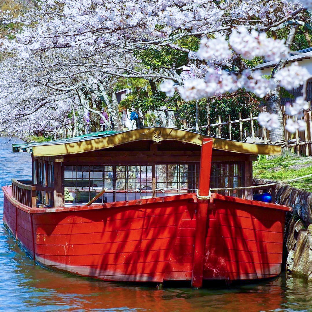 彦根城、桜、屋形舟、4月春の花、滋賀県彦根市の観光・撮影スポットの名所