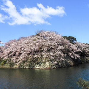 彦根城、桜、4月春の花、滋賀県彦根市の観光・撮影スポットの名所