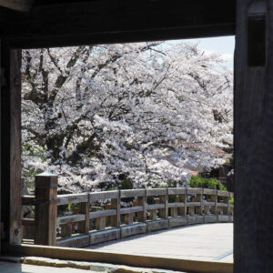 彦根城、桜、4月春の花、滋賀県彦根市の観光・撮影スポットの名所