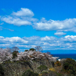 彦根城、桜、4月春の花、滋賀県彦根市の観光・撮影スポットの名所