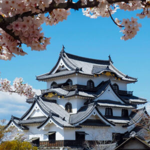 彦根城、桜、4月春の花、滋賀県彦根市の観光・撮影スポットの名所