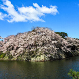 彦根城、桜、4月春の花、滋賀県彦根市の観光・撮影スポットの名所